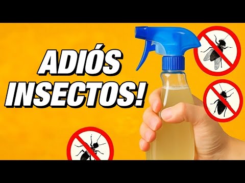 Mi Receta secreta para eliminar insectos ¡FUNCIONA! #trucos