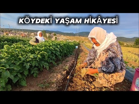 VILLAGER AUNT'S LOVE OF LAND | KÖYLÜ TEYZENİN TOPRAK AŞKI