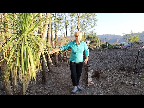 O Que Mudou No Nosso Terreno Depois de Iniciar a Horta