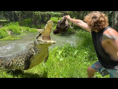 Hand Feeding HUNGRY CROCODILES!