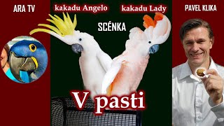 782 - To je můj oříšek😁 Scénka s našimi papoušky Lady a Angelem na motivy filmu V pasti