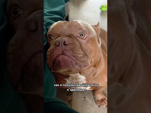 Как думаете, кто убирал какашки? #американскийбулли #собака #юмор #americanbully #буллищенки #прикол