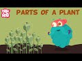 Exploring the Parts of a Plant