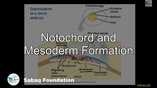 Notochord and Mesoderm Formation