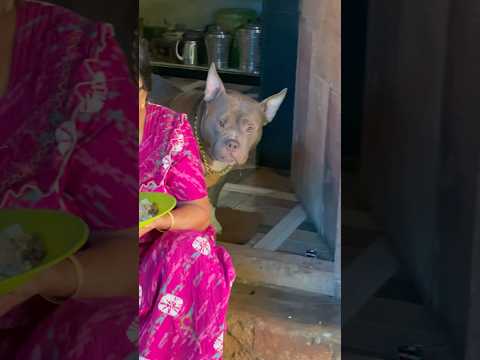 കുഞ്ഞു വയർ വിശന്നിട്ടാ അമ്മേ 🥺🙂🤨 #shorts #pitbullife