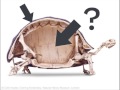 Turtle Shells and Their Evolution
