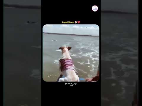 Dog Jumps Into Sea to Save His Owner 🐶🌊 | Unbelievable Loyalty & Love #shorts #dog