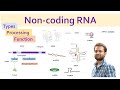 RNA Functions and Regulations