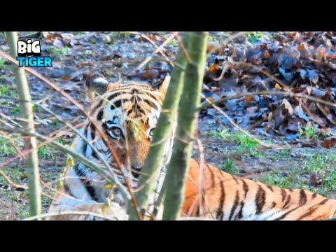 Astonishing Tiger Looking Around