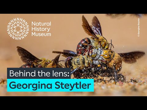 Burrowing bees with photographer Georgina Steytler | Wildlife Photographer of the Year