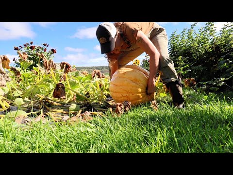 Unexpected Giant Squash Harvest!