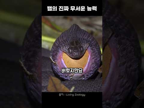 뱀의 진짜 무서운 능력