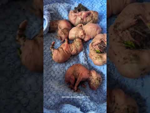 The Girl Who Saved the Baby Bunnies ❤️