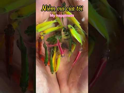 Quá trình phát triển của Cá Cánh Bườm như thế nào ? Nhớ xem hết clip