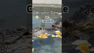 Alligator vs Crocodile Date 🐊❤️🐊#shorts #alligator