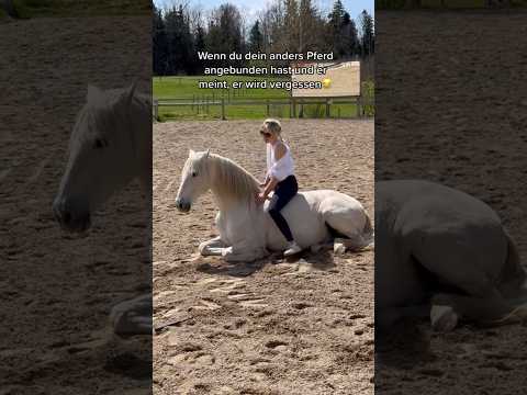 So ungeduldig..😅 #equestrian #summer #misssummer #horsegirl
