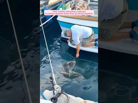 A shark pushes its turtle friend toward fishermen for help