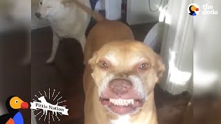 Pit Bull Has The Weirdest, Cutest Smile Ever | The Dodo Pittie Nation