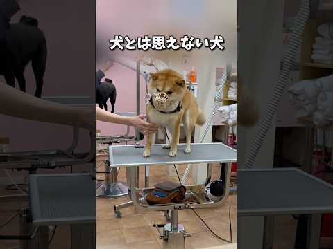 犬とは思えない豆千代くん🐾 #ペットサロン #トリミング#柴犬 #豆柴