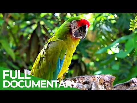 Our Nature: Symphony of Life | Free Documentary Nature