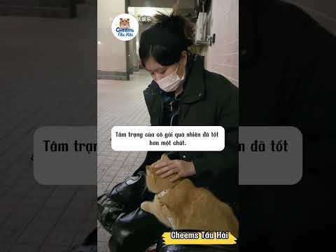 Quý Quý truy tìm bé mèo bị thất lạc | Cheems Tấu Hài #pets #cat