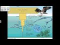 Biomagnification and Toxicology Concepts