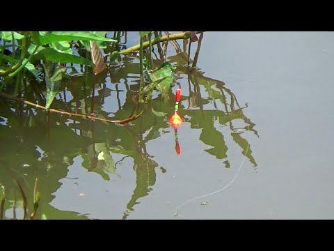 Mancing di sungai dan selokan pinggir sawah