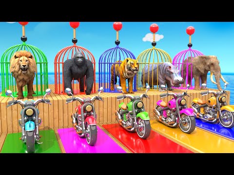 Elephant Lion Hippo Tiger Gorilla 3d Animal Long Slide Game Funny 3d Paint Animals Cage Game Video