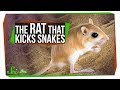 Kangaroo Rat Survival Strategies