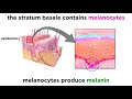 Exploring the Integumentary System: Skin, Hair, and Glands