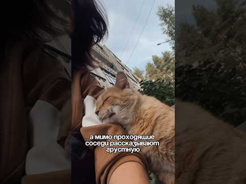 Чупа-Чупс. Кот, которого бросили.