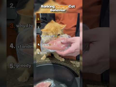 Orange Cats Are Different 🐈