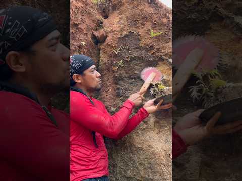 The process of finding gold | finding gold in bedrock fragments | finding gold nuggets worth $2500