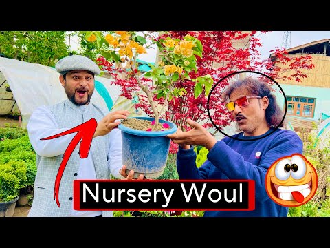 Nursery Woul || Funny Kashmiri Drama || Comedy Kings