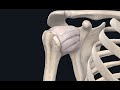 Synovial Joint Components and Functions