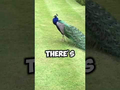 ? Is This BIRD EATING Its BABY? ? #shorts #birds