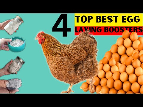 4 BEST ORGANIC EGG LAYING BOOSTERS