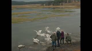 Trumpreter Swan Cygnet Release in Yellowstone | September 2026