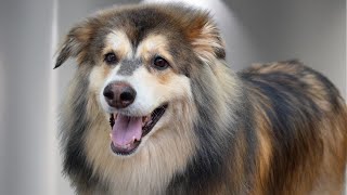 The BIGGEST, FLUFFIEST, Most Perfect Dog for Grooming 🥹