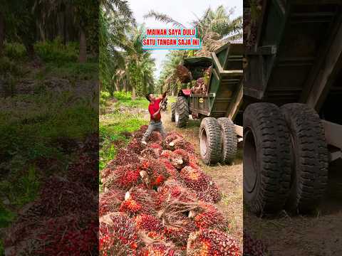 Mainan saya dulu bos #muatsawit #sawit #kelapasawit #kebunsawit #petanisawit #fyp #viral #shorts