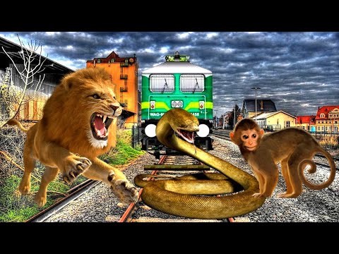 Lion & Monkay vs Tiger / Stop the train/ funny VFX magic video by vfxdipankar