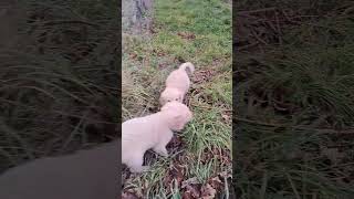 First time on tour with our Puppy-Gang