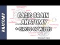 Stroke and Brain Anatomy Concepts