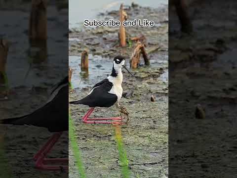 Beautiful Nature #dailyviralvideos #dailyvlog #dailyshorts #shortsfeed #shortsfeed