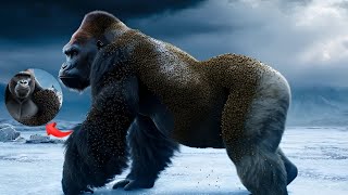 A polar gorilla was injured by barnacles and parasites, A rescue team successfully saved