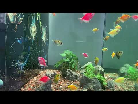 🏡 Visit Tuan's Fish Corner - Old Music Scrolls