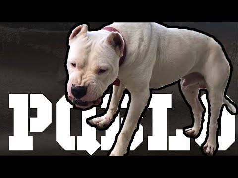 Dogo Argentino Pablo Özel Klip - Efsane Dogo