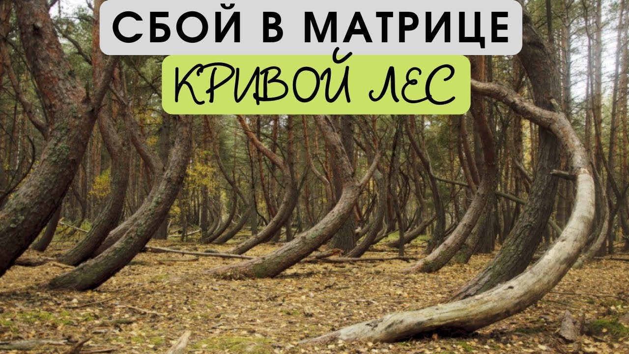 Сбой в Матрице - кривой лес в Рязанской области