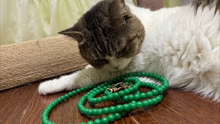 【直播】小猫咪陪串珠，深夜白噪音，不聊天｜李喜猫