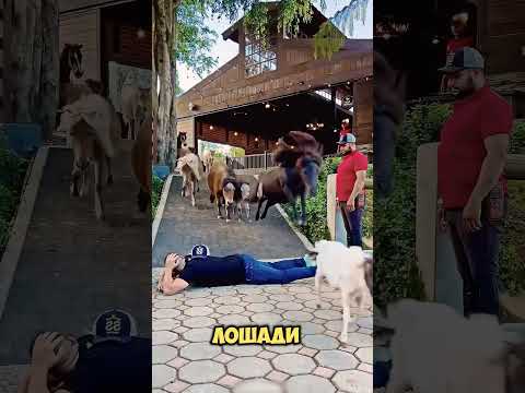 Насколько умные эти лошади? 🤯🐴